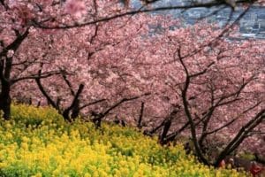 河津桜と菜の花の写真