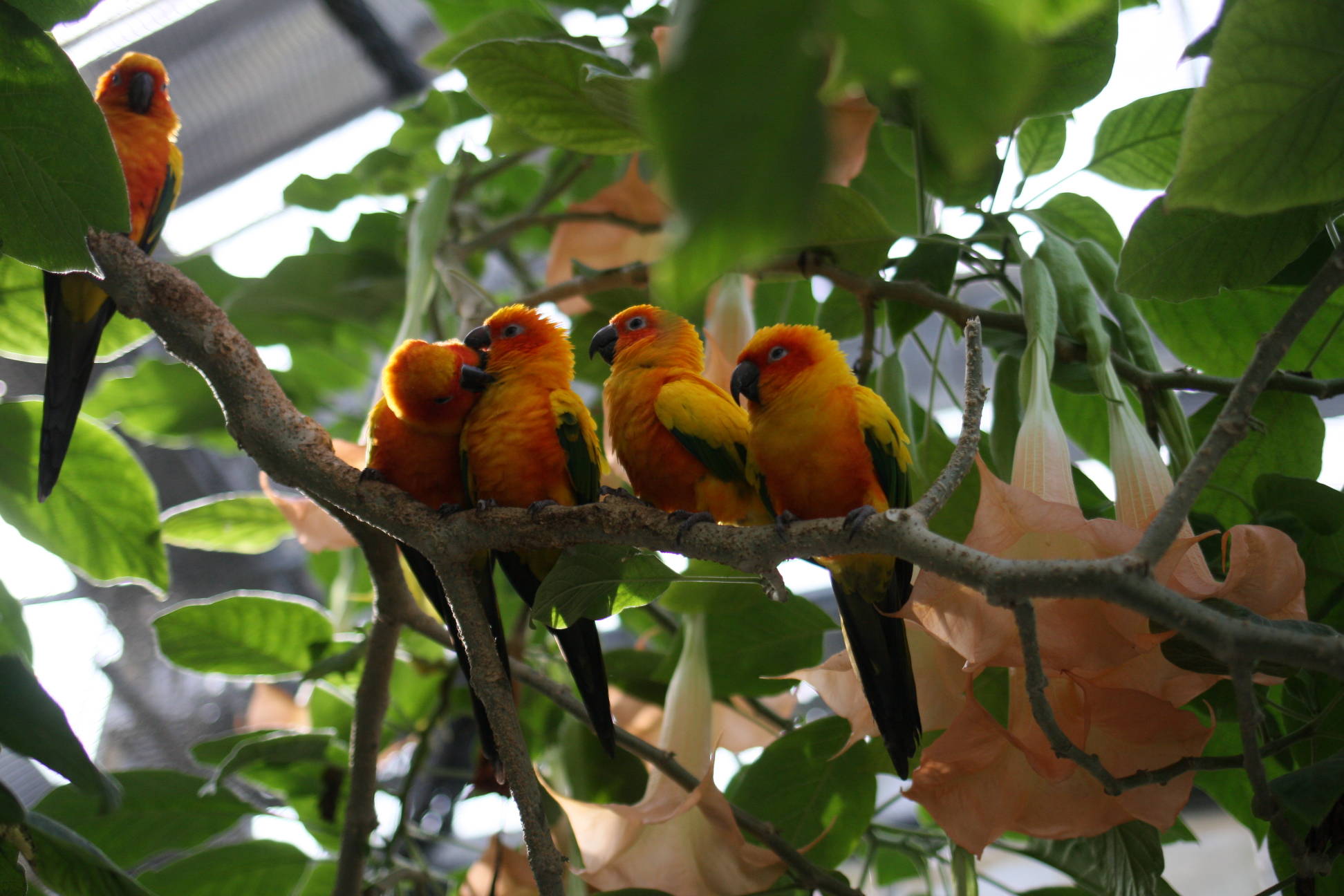 掛川花鳥園の鳥たち