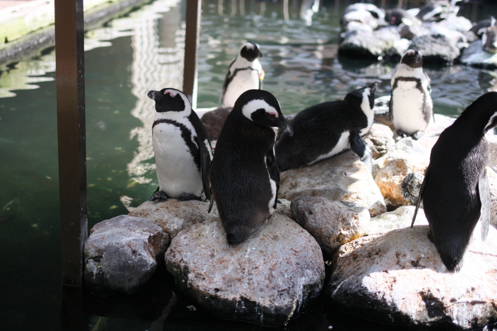 掛川花鳥園のペンギン