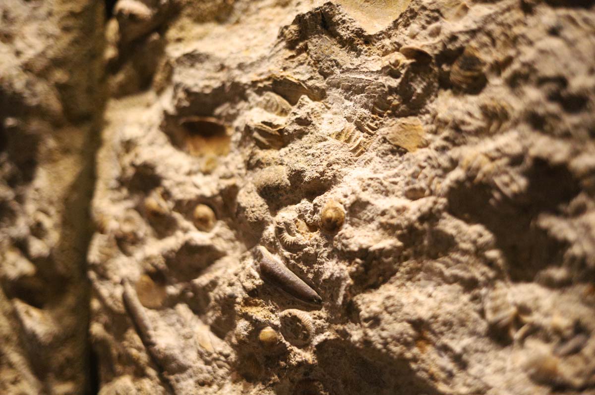 化石の展示