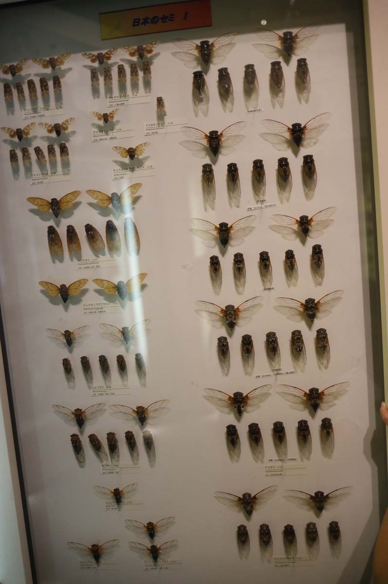 昆虫の展示