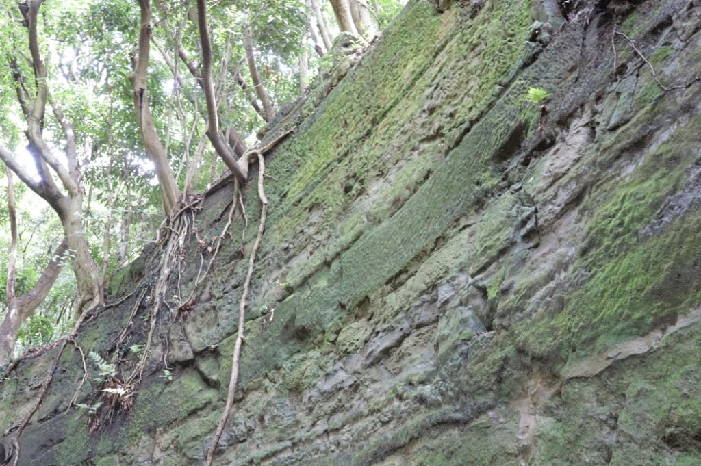 観音崎公園の散歩道で見ることができる地層