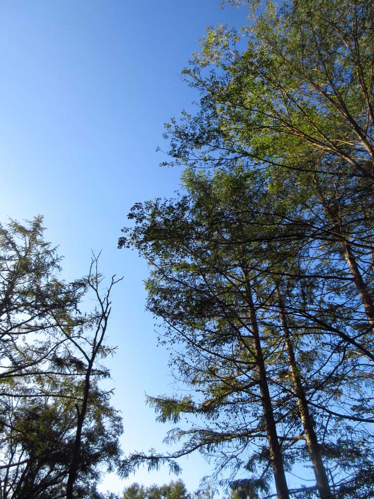 木と青空