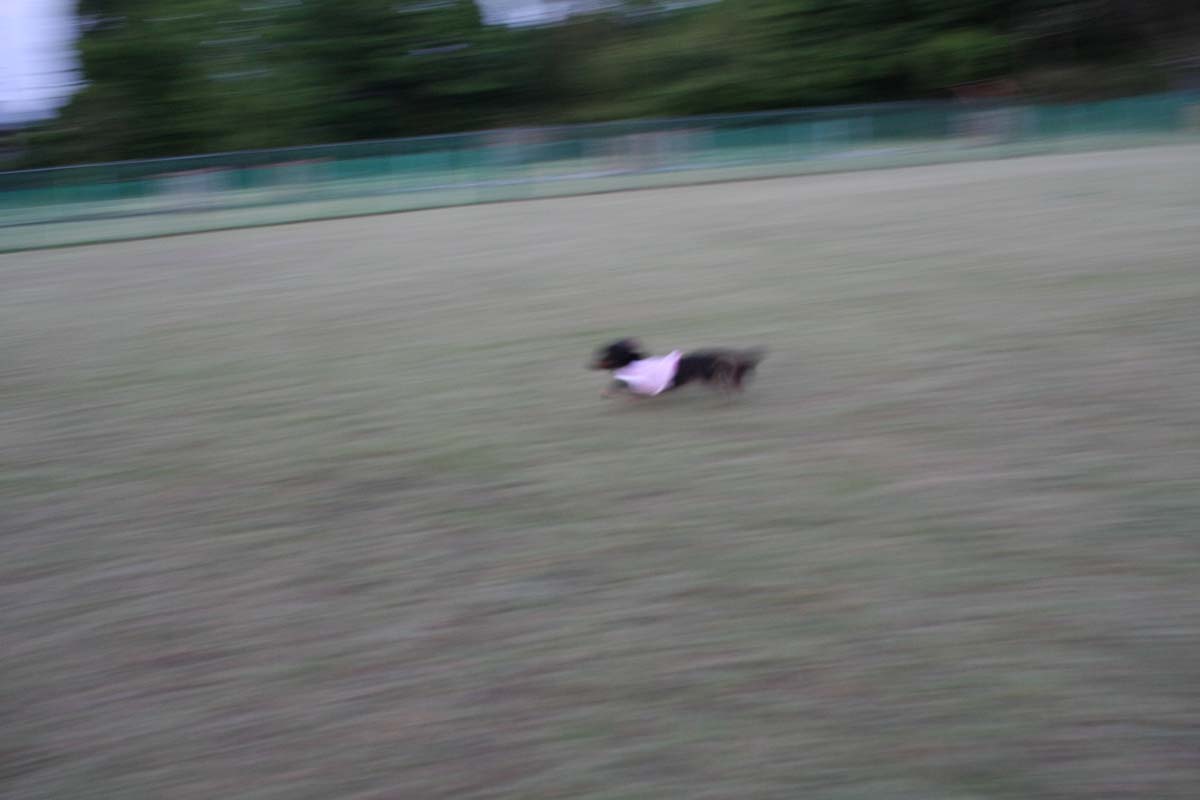 走る犬