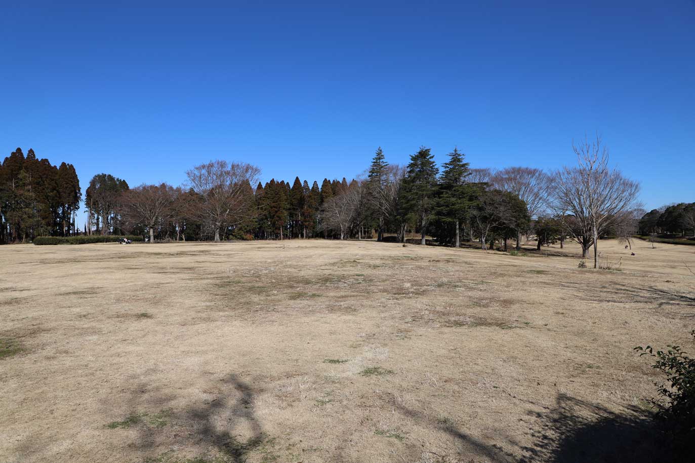昭和の森公園の芝生広場