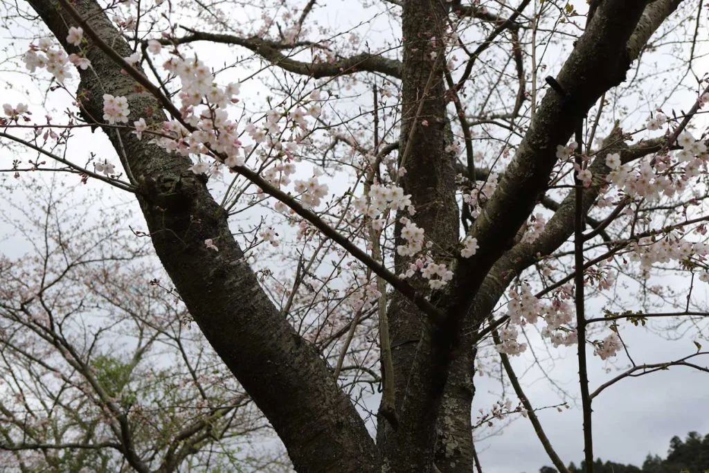 レイクウッズガーデンの桜