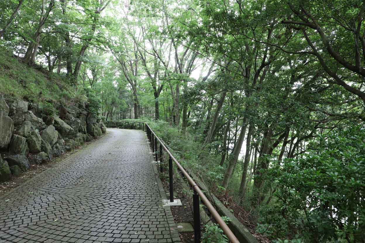 七沢森林公園の散歩道