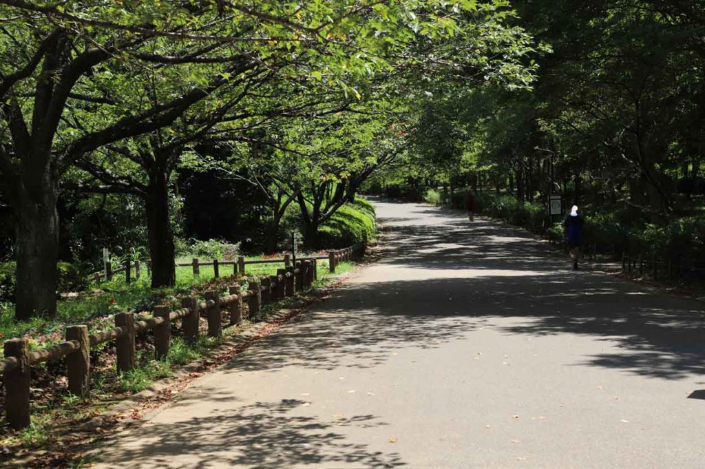 千葉県立青葉の森公園の散歩道