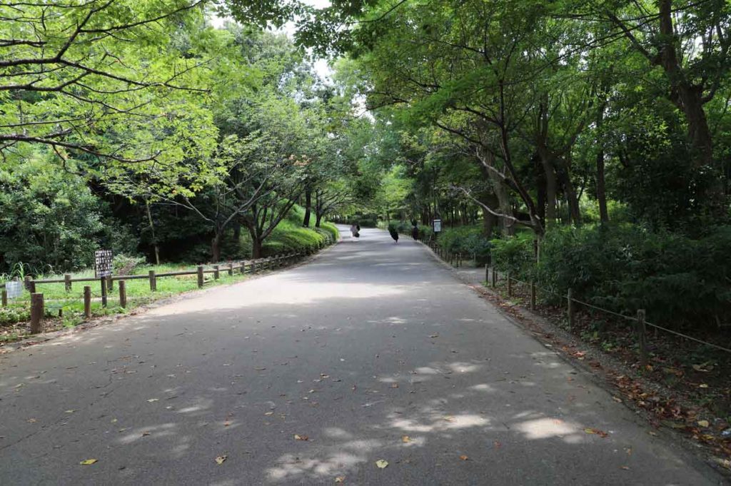 千葉県立青葉の森公園の散歩道