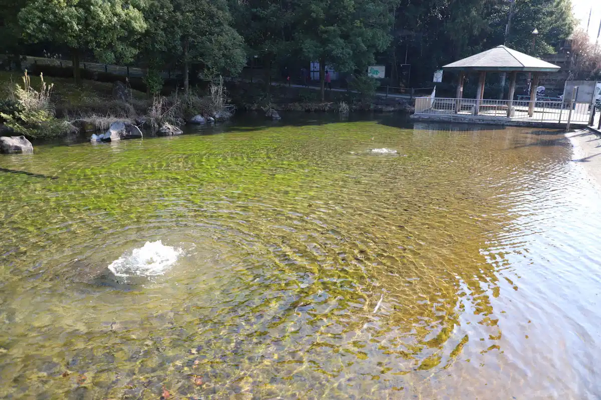 王禅寺ふるさと公園の入口にある池