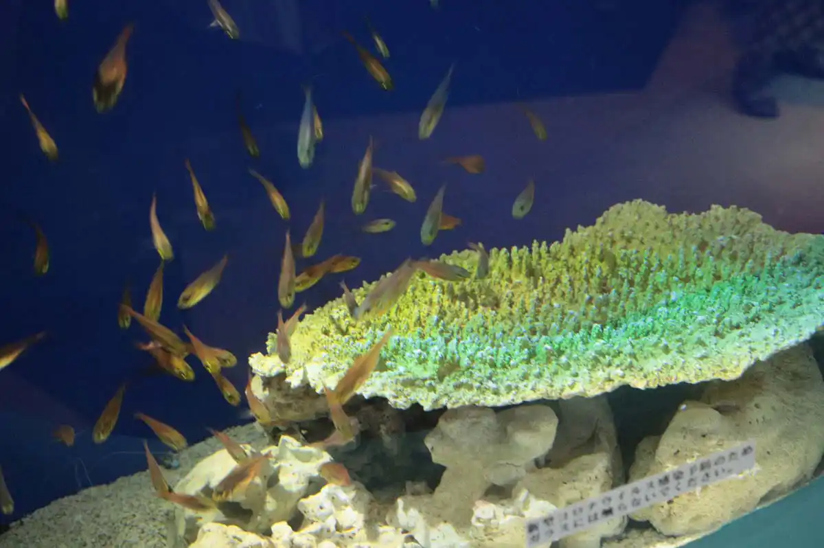 サンゴ礁と小魚の展示
