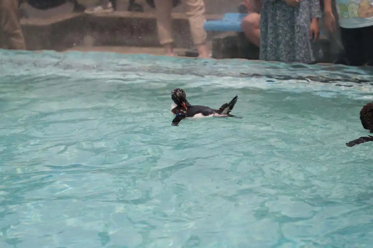 泳いでいるペンギン