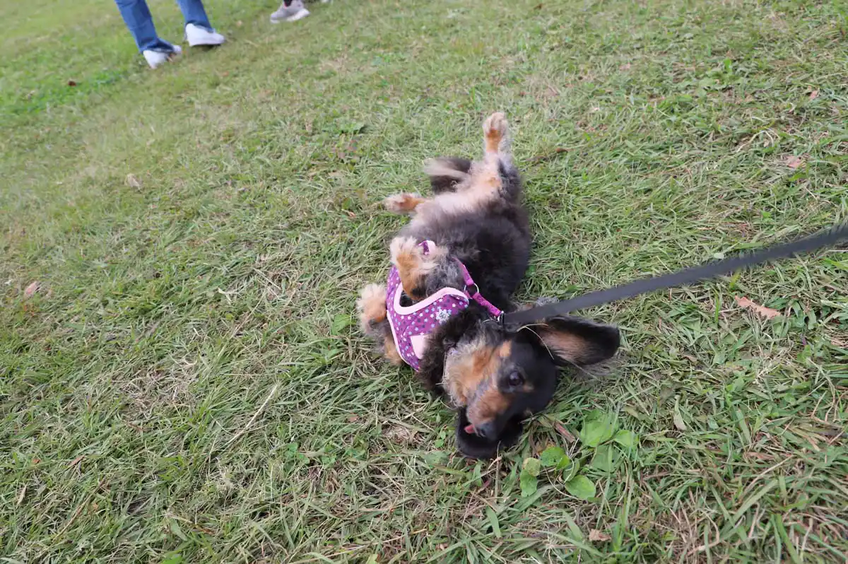 芝生に匂いを擦り付ける犬