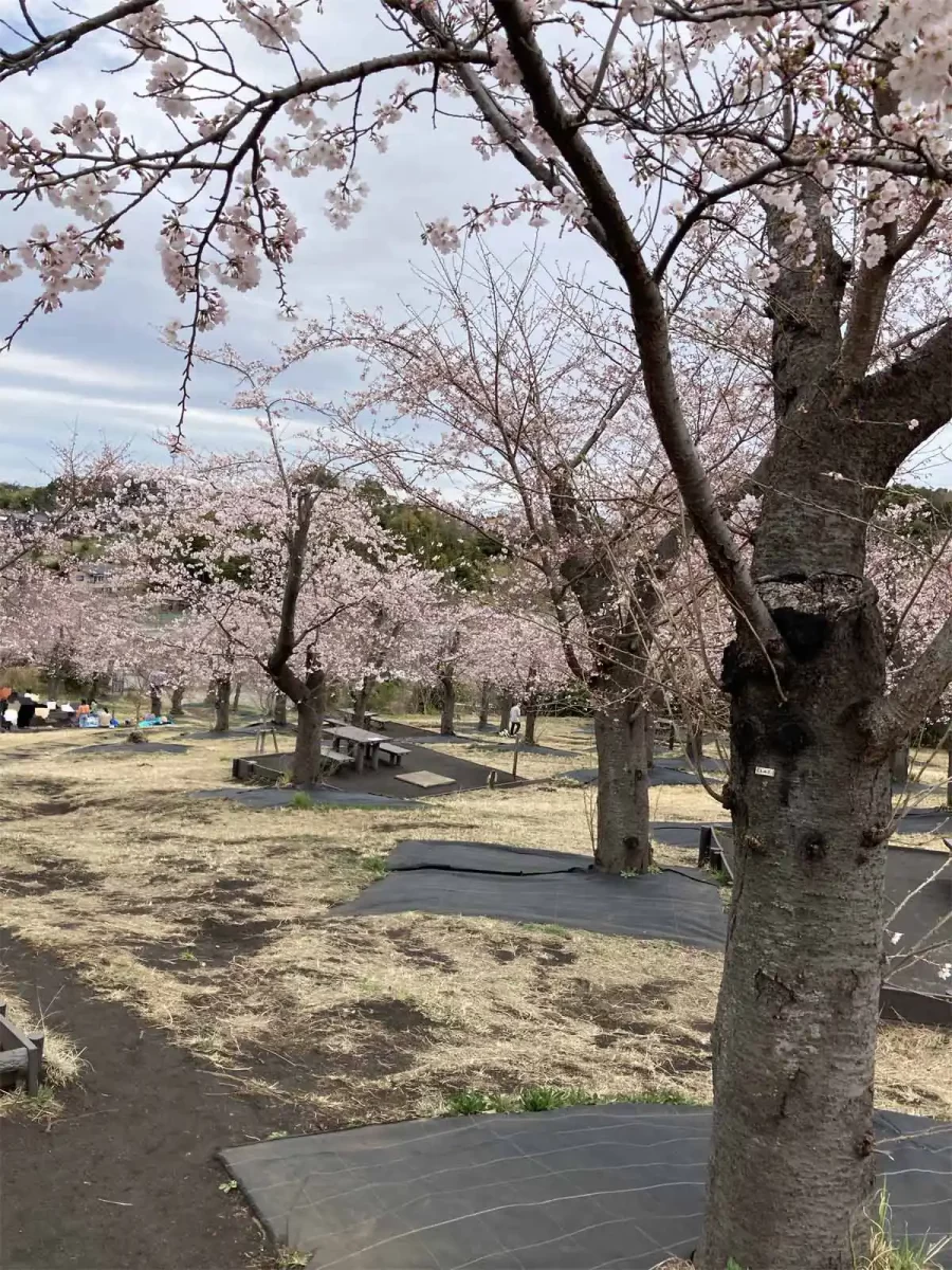 BBQ（バーベキュー）場の桜の花